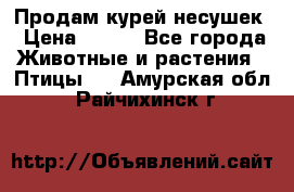 Продам курей несушек › Цена ­ 350 - Все города Животные и растения » Птицы   . Амурская обл.,Райчихинск г.